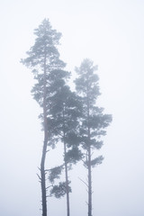 Misty morning in my parents backyard.
