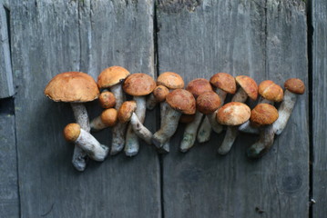 cut mushrooms on wooden boards