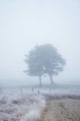 Misty morning in my parents backyard.