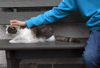 The child pets a dirty street cat, caring for street animals, the risk of parasite infestation for children