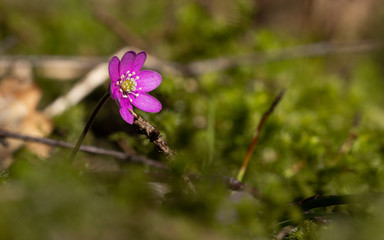 Flowers in local Swedish forrest.