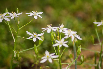 white wild flowers