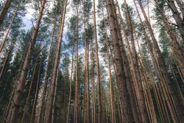 Abstract photos of planted pines near my parents house in Sweden.
