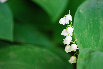 white lily of the valley in the spring