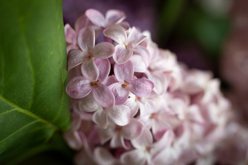 close up of a pink flower