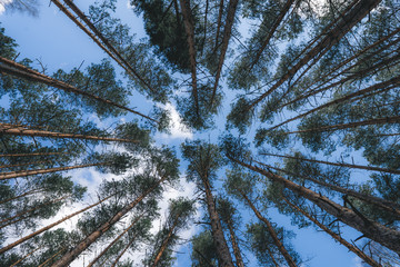 Abstract photos of planted pines near my parents house in Sweden.