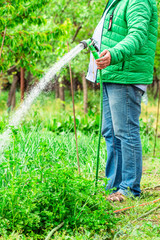 man watering plants