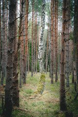 Lonely birch among pines. Swedish forrest