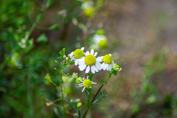 wild flowers in the forest