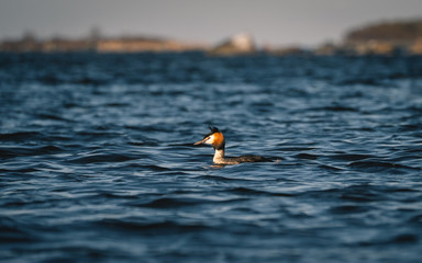 Great crested grebe. Taken just outside summerhouse in the coast of Sweden