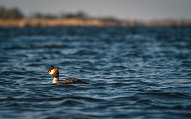 Great crested grebe. Taken just outside summerhouse in the coast of Sweden