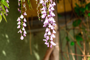 wisteria flower in the garden
