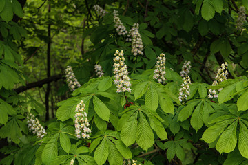 First green Chestnut leaves branches. Blossoming spring leaf of chestnut