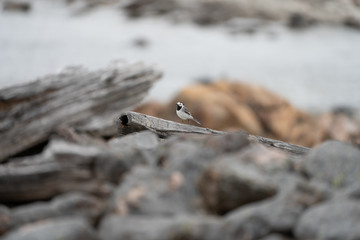 Wagtail enjoying the warmer weather in spring. Taken near my girlfriends summerhouse
