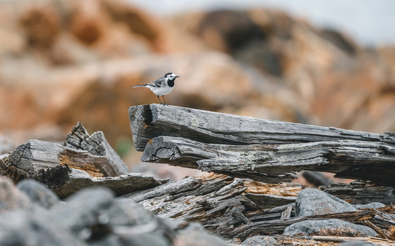 Wagtail enjoying fresh spring weather. Taken by myn girlfriends summerhouse 