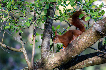 Eichhörnchen im Baum