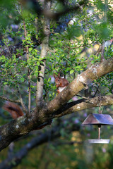 Eichh&ouml;rnchen im Baum