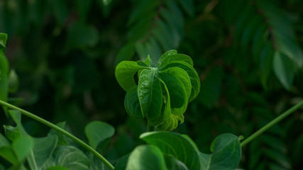 curly cassava leaf usually cooked for vegetables