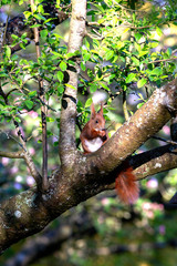 Eichhörnchen im Baum