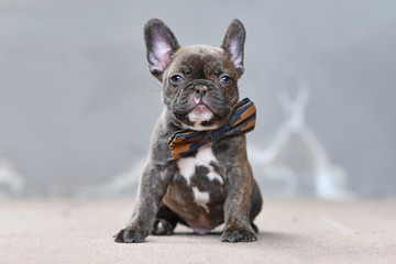 Chocolate brindle colored French Bulldog dog puppy at 7 weeks wearing a bow tie sitting in front of...