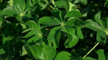 curly cassava leaf usually cooked for vegetables