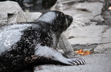Harbour seal, The harbor (or harbour) seal (Phoca vitulina), also known as the common seal, is a true seal found along temperate and Arctic marine coastlines of the Northern Hemisphere. 