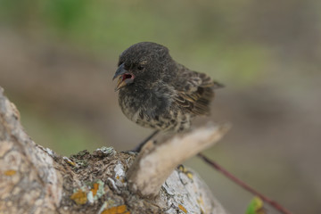 Pinzón de Darwin, pájaro en la rama de un árbol