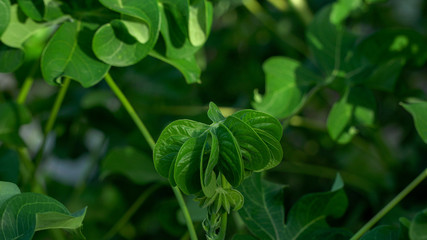 curly cassava leaf usually cooked for vegetables