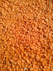 Red raw organic lentils texture. Food ingredient background. Nepal