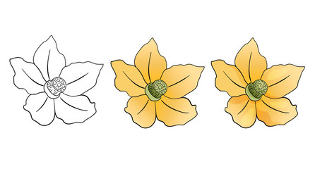 Set of vector illustration of flowers. Helleborus flowers on a white background. Floral element of yellow color. Can be used for printing, websites, textiles, wrapping paper, textiles, design.
