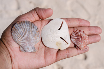 hand holding tree shells