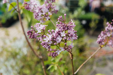 Seedlings in boxes and pots in the store