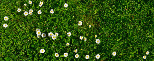 Panoramique tapis herbe verte et paquerettes