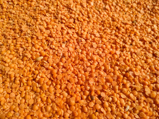 Red raw organic lentils texture. Food ingredient background. Nepal