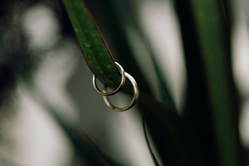 Anillos de boda. Alianzas de novios.