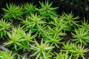 Seedlings in boxes and pots in the store