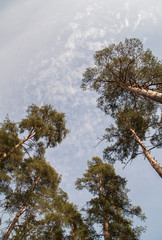 pine tree in the sky