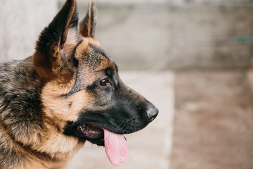 German shepherd on the background of the aviary
