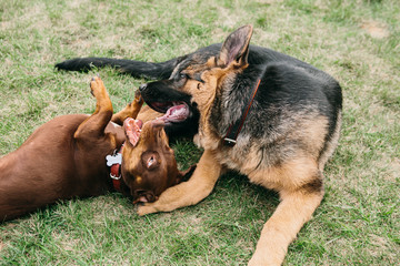 German shepherd plays with a dachshund in nature, dog fight