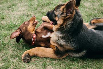 German shepherd plays with a dachshund in nature, dog fight