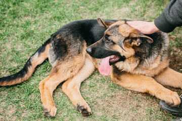 German shepherd lying on green grass with man. Resting dog
