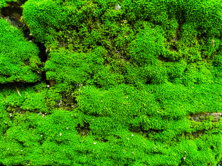 Natural green moss on stone wall