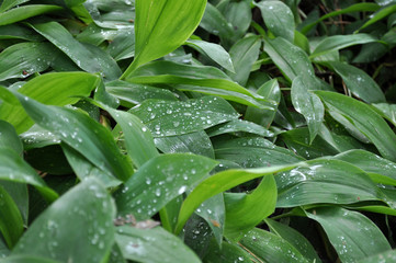 Drops of rain on the leaves of lily of the valley close-up