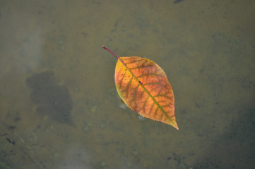 Yellow leaves in the pond and their shadow at the bottom
