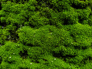 Natural green moss on stone wall