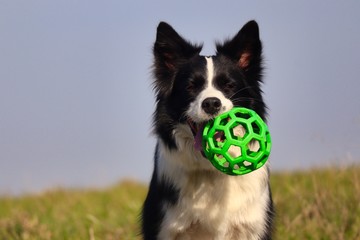 A portrait of black and white Border collie smiling with a green ball toy in her mouth on the field