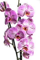 Pink Orchid close-up on a white background. Exotic flower, isolated image.