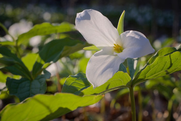 Close up macro of blooming large white trillium flower on beautiful forest floor covered with dried leaves.