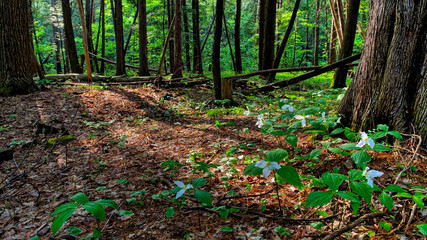 Fototapeta premium A field of white trilliums emerging from the woodland floor in early Spring