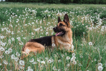a German shepherd is lying in a field of dandelions, a dog is resting in a clearing